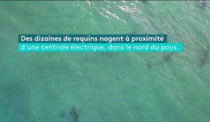 Une concentration de requins dans les eaux israéliennes