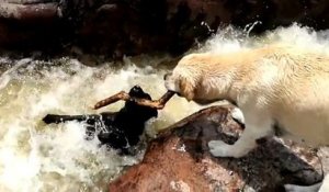 Un chien sauve son pote dans une cascade