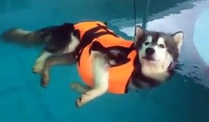 A l'aise, ce chien flotte dans l'eau d'une piscine pépère...
