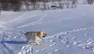 Un chien adore glisser sur la neige