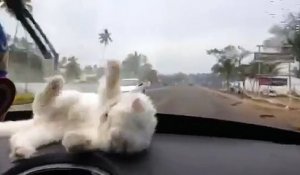 Comment occuper ton chat en voiture!