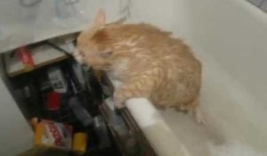 Un chat qui ne parvient pas à sortir de la baignoire à cause de son surpoids !