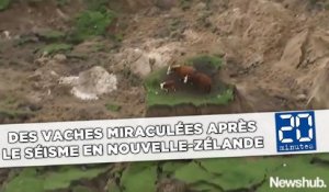 Des vaches miraculées dans un champs effondré après le séisme en Nouvelle-Zélande