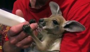 Nourrir un bébé kangourou orphelin au biberon... Trop mignon