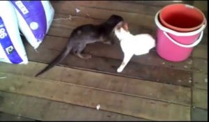 Un chaton et une loutre meilleurs potes jouent ensemble