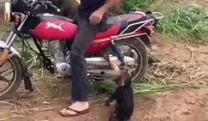 Un bébé singe fait un gros caprice