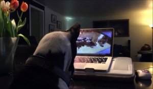 Les chiens aussi ont droit à leur petit Skype du soir en famille... Adorable!