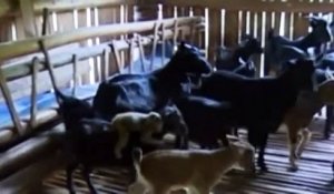 Chine : quand un petit singe et une chèvre forment un couple inséparable