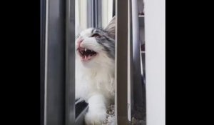 Ce chat a tellement la dalle qu'il claque sa mâchoire devant les oiseaux