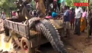 Au Sri Lanka, des villageois viennent à la rescousse d'un énorme crocodile