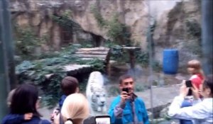 Un petit selfie avec un tigre blanc... Attention à l'attaque du félin!
