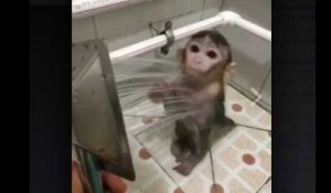Ce petit singe qui prend sa douche est trop chou !