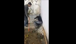 Une femme libère un chien piégé depuis 3 ans en rampant à travers un trou minuscule