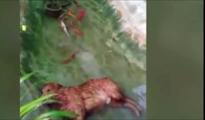 Ce chien dort dans une mare d'eau avec des poissons qui nagent autour !