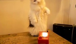 Un chat s'amuse avec un theremin