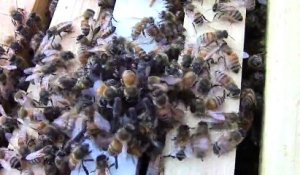 Une araignée s'attaque à une abeille. Elle va vite le regretter !