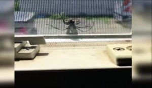 Une méthode un peu radicale pour tuer une araignée... FAIL