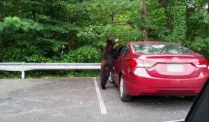 Cet ours veut conduire la voiture... Aller j'te jure j'ai le permis