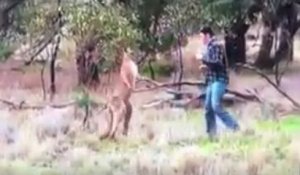 Un homme met un coup de poing à un kangourou