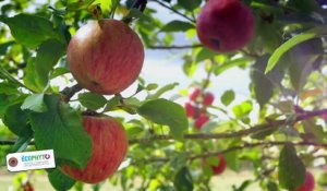 Des pommes peu gourmandes en produits phytos grâce à l'INRA