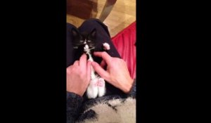 Ce chaton adore jouer avec se petites pattes !