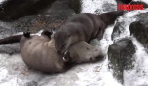 Les animaux d'un zoo de l'Oregon découvrent les joies des premières neiges