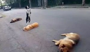 Un chien joue à saute-mouton sur deux pattes !