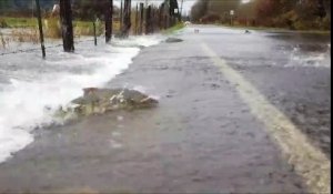 Des saumons traversent une route totalement submergée par les eaux