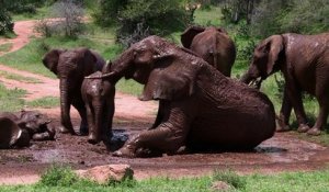 L'Homme prendrait-il enfin au sérieux le massacre des éléphants?
