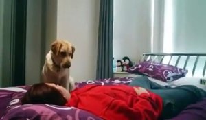 Un chien détecte les crises d'épilepsie de sa maîtresse !