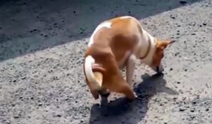 Un étudiant en chirurgie a ampute les pattes arrières d'un chien pour s'entrainer... Révoltant