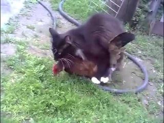 Un Chat S Accouple A Une Poule Sur Orange Videos
