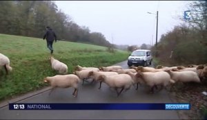 Normandie : la transhumance urbaine d'un berger et ses brebis