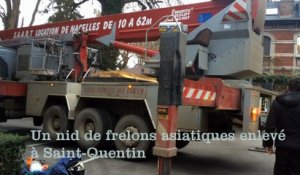 Saint-Quentin : un nid de frelons asiatiques enlevé