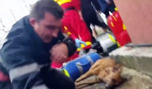 Un pompier sauve un chien d'un feu d'appartement !