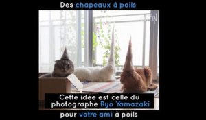 Des chapeaux pour chat fait à partir de leurs propres poils !