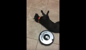Un chien paresseux vs un Roomba acharné