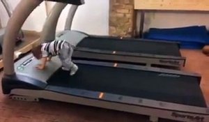 Un bébé fait du tapis roulant dans une salle de sport !