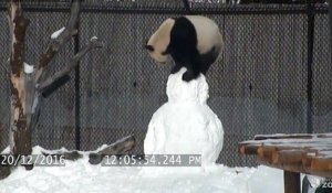 Le "Kung Fu Fighting" Panda