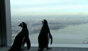 Penguins on sky-high sightseeing tour of Big Apple