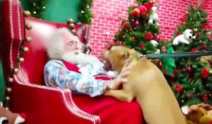 Un chien est très heureux de faire enfin la rencontre du père Noël !