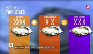 Huîtres "artificielles" : des ostréiculteurs veulent un étiquetage distinctif