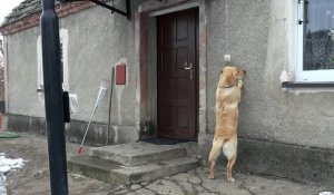 Quand elle veut rentrer chez elle, cette femelle labrador utilise la sonnette de la porte