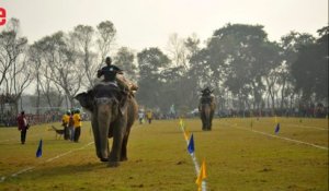 Au Népal, les éléphants jouent au foot et au polo