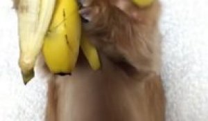 Ce petit chien mange une banane comme un humain avec ses pattes