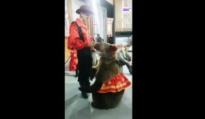 Un ours attaque une femme à la télévision