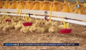 Grippe aviaire : des centaines de milliers de canards vont être abattus