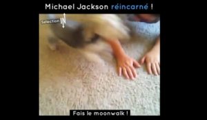 Ce petit chien moonwalk comme M.J. !