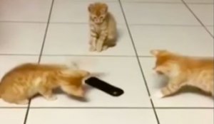 Des chatons ont peur d'une télécommande placée au sol !