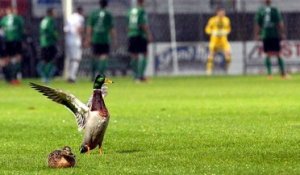 Football : Colmar tombe sur plus...